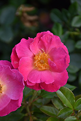 Shining Moment Rose (Rosa 'Radshining') at Lakeshore Garden Centres