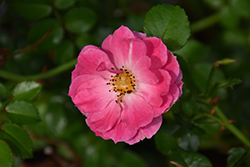Magic Meidiland Rose (Rosa 'Meibonrib') at Lakeshore Garden Centres