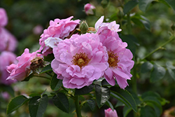 Cape Diamond Rose (Rosa 'Cape Diamond') at Lakeshore Garden Centres