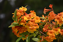 Orange Jubilee Esperanza (Tecoma stans 'Orange Jubilee') at A Very Successful Garden Center
