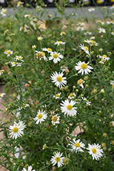 Daisy Mae Japanese Aster (Kalimeris integrifolia 'Daisy Mae') at Lakeshore Garden Centres