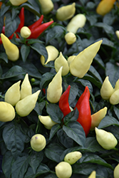 Blaze Ornamental Pepper (Capsicum annuum 'Blaze') at A Very Successful Garden Center