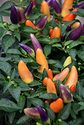 Acapulco Multicolor Ornamental Pepper (Capsicum annuum 'PAS1112541') at A Very Successful Garden Center