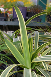 Sun Stripe Agapanthus (Agapanthus 'MonKageyama') at A Very Successful Garden Center
