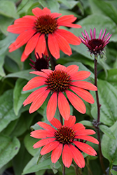 Panama Red Coneflower (Echinacea 'Panama Red') at A Very Successful Garden Center