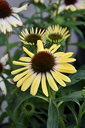 Butterfly Yellow Rainbow Marcella Coneflower (Echinacea 'Ech391') at Stonegate Gardens