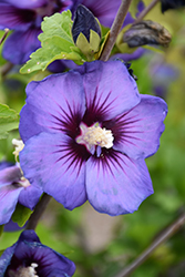 Chateau de Versailles Rose of Sharon (Hibiscus syriacus 'Minsyble9') at A Very Successful Garden Center