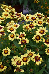 UpTick Yellow and Red Tickseed (Coreopsis 'Baluptowed') at A Very Successful Garden Center