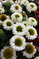 SunSeekers White Perfection Coneflower (Echinacea 'IFECSSWP') at A Very Successful Garden Center