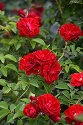 Cherry Frost Rose (Rosa 'Overedclimb') at Lakeshore Garden Centres