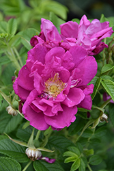 Purple Pavement Rose (Rosa 'Purple Pavement') at Stonegate Gardens