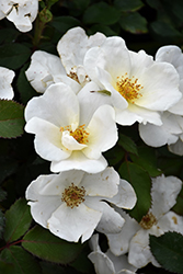 White Knock Out Rose (Rosa 'Radwhite') at A Very Successful Garden Center