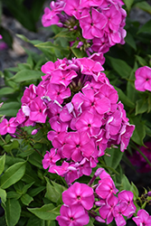 Super Ka-Pow Lavender Garden Phlox (Phlox paniculata 'Balsukalav') at A Very Successful Garden Center