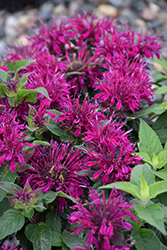 Balmy Purple Beebalm (Monarda didyma 'Balbalmurp') at A Very Successful Garden Center