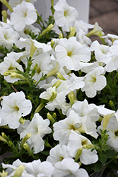 Hurrah White Petunia (Petunia 'Hurrah White') at A Very Successful Garden Center