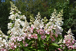 Confetti Hydrangea (Hydrangea paniculata 'Vlasveld002') at A Very Successful Garden Center