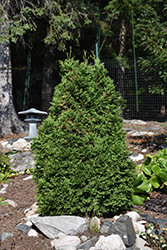 Baby Bear Dwarf Arborvitae (Thuja occidentalis 'Skinners') at A Very Successful Garden Center