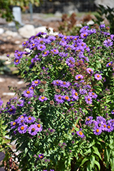 Purple Beauty Aster (Symphyotrichum novae-angliae 'Purple Beauty') at Stonegate Gardens