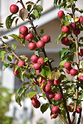 Kerr Apple-Crab (Malus 'Kerr') at A Very Successful Garden Center