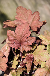 Autumn Leaves Coral Bells (Heuchera 'Autumn Leaves') at A Very Successful Garden Center