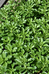 Japanese Stonecrop (Sedum ellacombianum) at Lakeshore Garden Centres