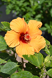 Jazzy Jewel Gold Hibiscus (Hibiscus rosa-sinensis 'BH-03') at A Very Successful Garden Center