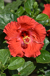 Jazzy Jewel Ruby Hibiscus (Hibiscus rosa-sinensis '13008') at Lakeshore Garden Centres