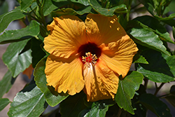 Jazzy Jewel Amber Hibiscus (Hibiscus rosa-sinensis 'RH-05') at A Very Successful Garden Center