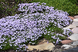 Spring Lavender Moss Phlox (Phlox subulata 'Spring Lavender') at Lakeshore Garden Centres