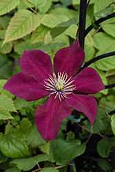 Charmaine Clematis (Clematis 'Evipo022') at Lakeshore Garden Centres