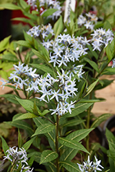 Starstruck Blue Star (Amsonia 'Starstruck') at A Very Successful Garden Center