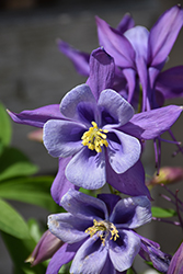 Earlybird Purple and Blue Columbine (Aquilegia 'PAS1258487') at A Very Successful Garden Center