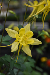 Yellow Star Columbine (Aquilegia chrysantha 'Yellow Star') at Stonegate Gardens