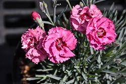Pretty Poppers Cute As A Button Pinks (Dianthus 'Cute As A Button') at Stonegate Gardens