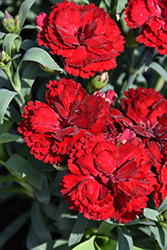 Constant Beauty Red Pinks (Dianthus 'Constant Beauty Red') at Stonegate Gardens
