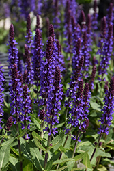 Violet Profusion Meadow Sage (Salvia nemorosa 'Violet Profusion') at A Very Successful Garden Center