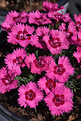 Paint The Town Fancy Pinks (Dianthus 'Paint The Town Fancy') at A Very Successful Garden Center