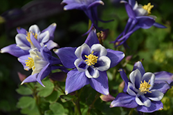 Earlybird Blue and White Columbine (Aquilegia 'PAS1258485') at A Very Successful Garden Center