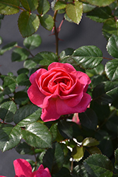 Highwire Flyer Rose (Rosa 'Radwire') at A Very Successful Garden Center