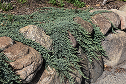 Creeping Juniper (Juniperus horizontalis) at A Very Successful Garden Center