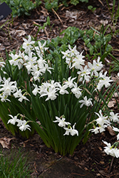 Thalia Daffodil (Narcissus 'Thalia') at A Very Successful Garden Center