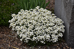 Little Treasure White Wall Cress (Arabis caucasica 'Little Treasure White') at A Very Successful Garden Center