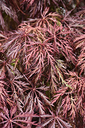 Velvet Viking Japanese Maple (Acer palmatum 'Monfrick') at Lakeshore Garden Centres