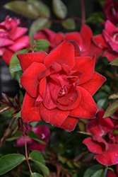 Grace N' Grit Red Rose (Rosa 'Meizygglie') at A Very Successful Garden Center