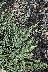 Burly Blue Juniper (Juniperus scopulorum 'MonOliver') at A Very Successful Garden Center