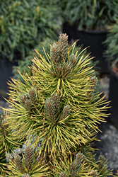Winter Sun Mugo Pine (Pinus mugo 'Wintersonne') at A Very Successful Garden Center