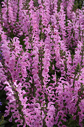 Fashionista Moulin Rouge Sage (Salvia pratensis 'Moulin Rouge') at Lakeshore Garden Centres