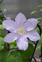 Silver Moon Clematis (Clematis 'Silver Moon') at Stonegate Gardens