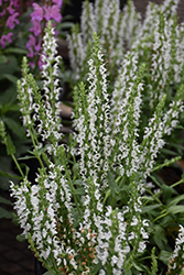 Sensation White Meadow Sage (Salvia nemorosa 'Florsalwhite') at A Very Successful Garden Center