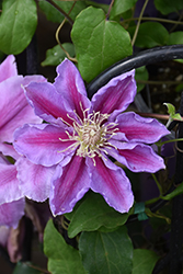 Bees' Jubilee Clematis (Clematis 'Bees' Jubilee') at A Very Successful Garden Center